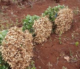 Bulan ini Petani Panen Kacang Tanpa Harus Menanam